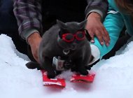 Cat Skiing